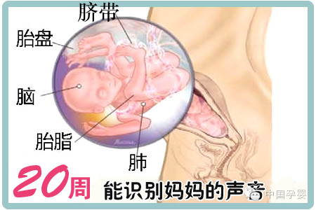 关于怀孕期中的20周是几个月的探讨